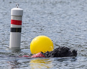 Swizzle Kennedy
