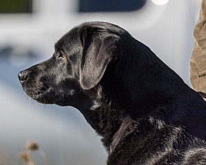 Gemma