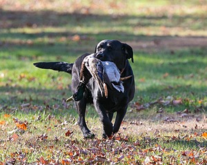 Twig