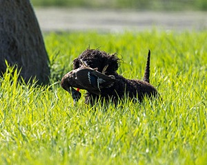Ghillie Kezer