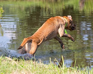 Gator Roche