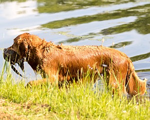 Rosie Peterson