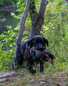 Waylon