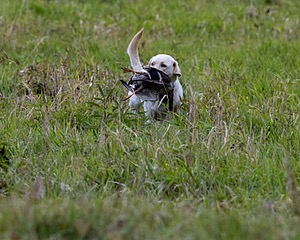 Frankie Field