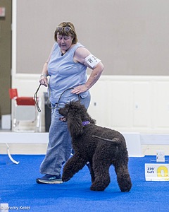R15 - GCH CH LANDACRE'S NORDIC SAILOR DN CGC TKI