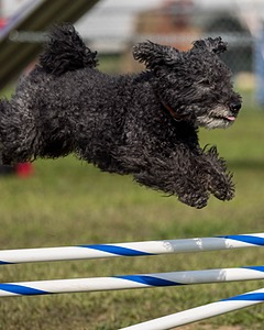 Frankie Barnum