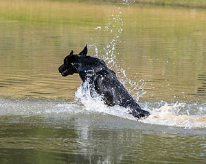 Beau