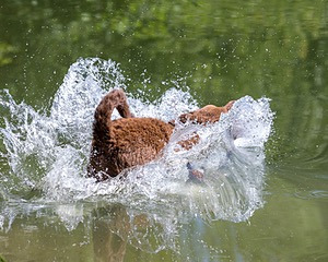 Crash Hartigan