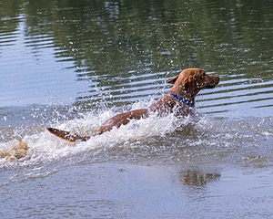 Chase