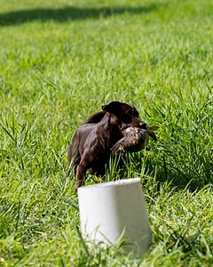 Dixie Plant