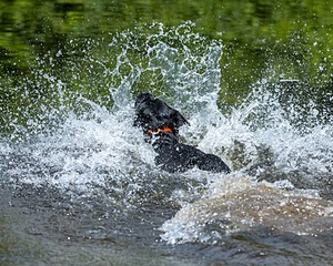 Levi Wolf