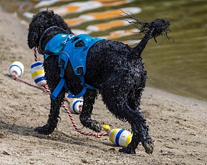 Fenwick Kutner