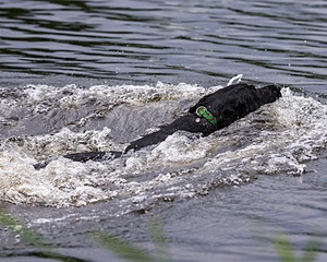 20170603-SHRW-1431.jpg