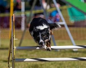 20190615-CCKC-0075.jpg