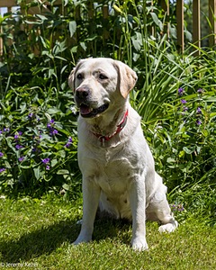 Jovi