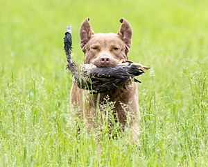 Hunter Law