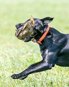Brutus Culbertson