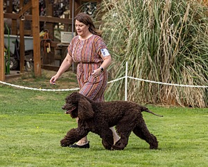 11 - GCH CH BREKKON'S FIRST MARK BN RN CGC TKN