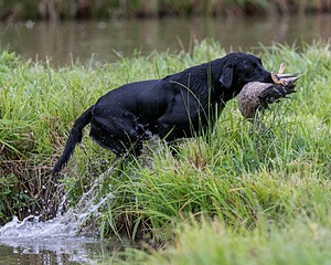Piper