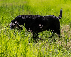 Ruger Bodine