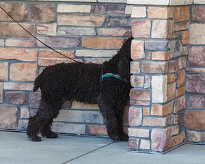 Darcy