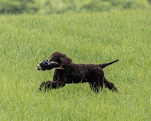 Ghillie Kezer