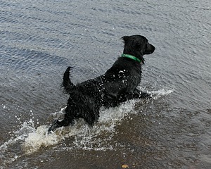 Parker