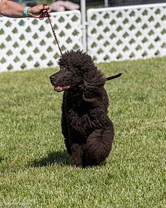 43 - GCH CH Chantico's Shelter From The Storm CD RA MX AXJ MXP2 MJP2 MJPB XF DS (Reef)