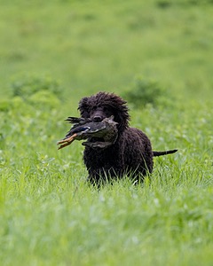 Ghillie Kezer