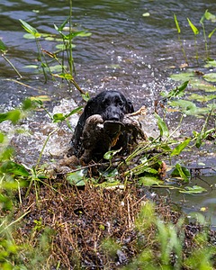 Mowgli