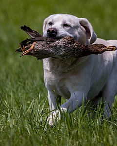Click Anderson