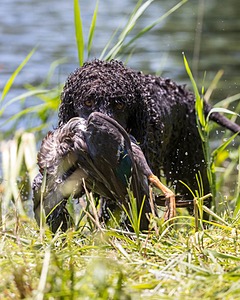 Ghillie Kezer