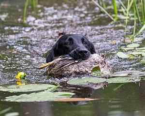 Ranger Schuko