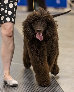 355 - GCH Ildanoch's Party Rock Anthem