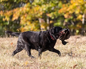 20201011-VetL-0121.jpg