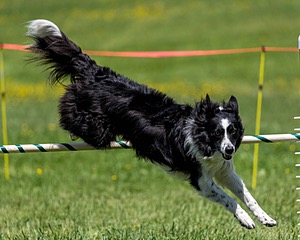 20170520-NEAT-1542.jpg