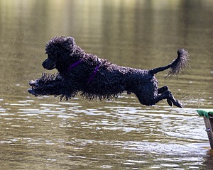 Perry