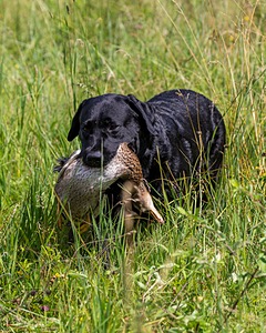 Scout
