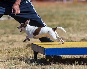 Squish Carr