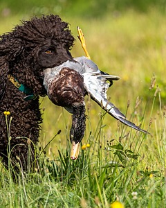 Ghillie Kezer