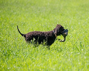 Ghillie Kezer