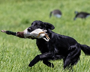 Hunter Law
