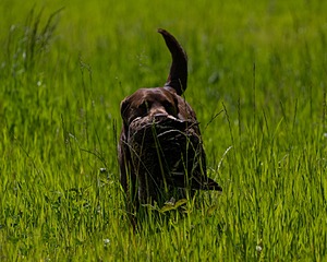 20170604-SEAL-1041.jpg