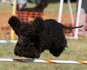Reef Kezer