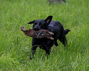 20170603-SHRL-0363.jpg