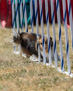 20160618-CCKC-1844.jpg
