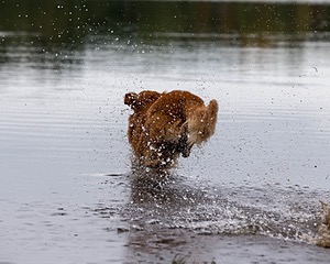 Tiger McCluer