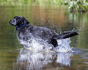 Ranger schuko