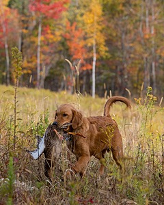 Marsha Wilcox's Pete