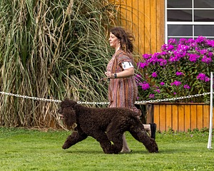 11 - GCH CH BREKKON'S FIRST MARK BN RN CGC TKN (Hunny)